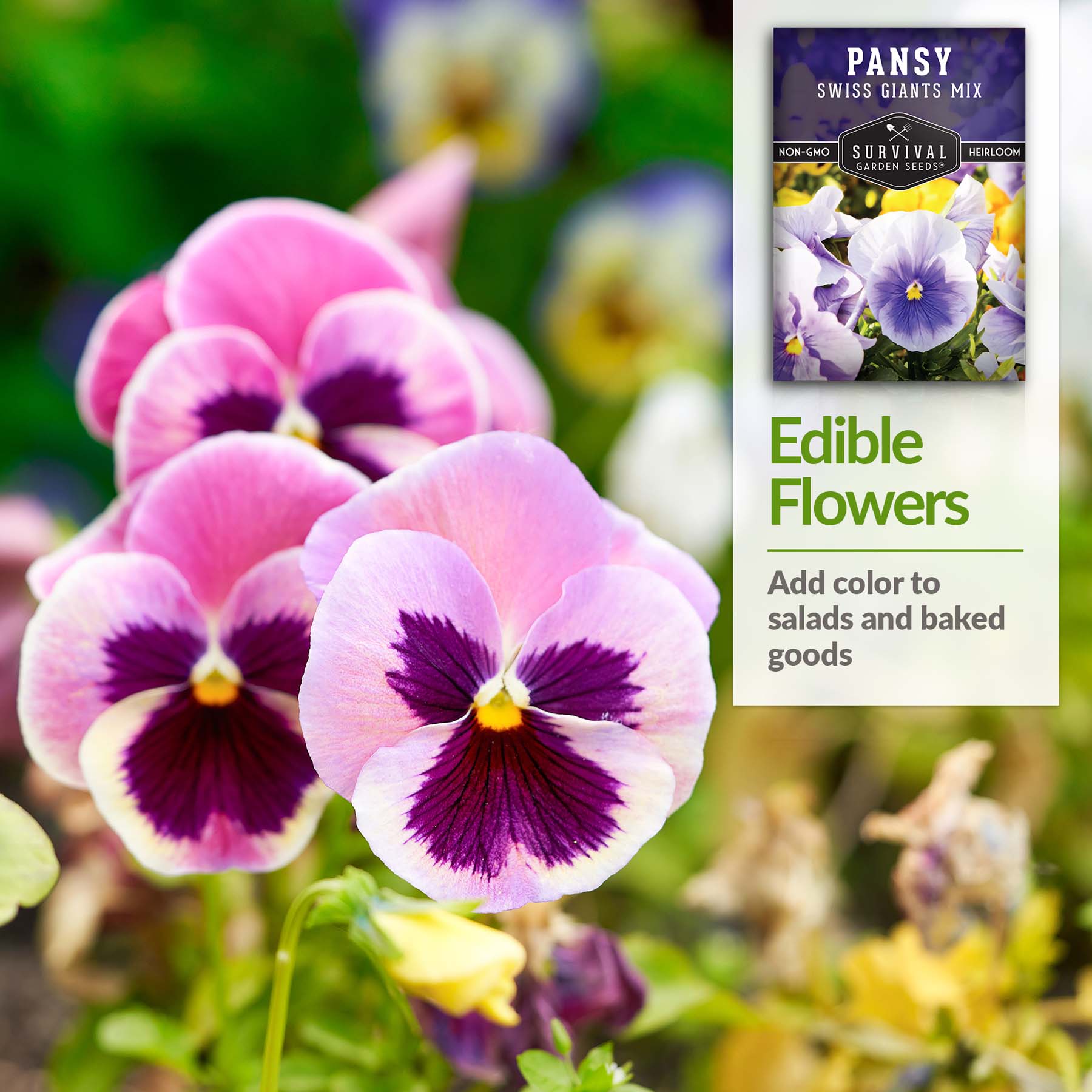Swiss Giants Pansy Mix – Heirloom Edible Blooms – SurvivalGardenSeeds