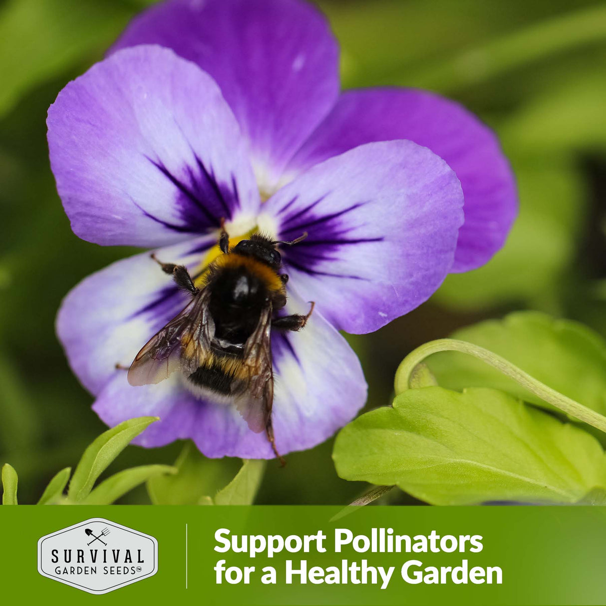 Support pollinators for a healthy garden