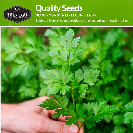 Quality non-hybrid heirloom herb seeds