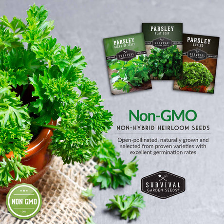 Non-GMO non-hybrid heirloom parsley seeds