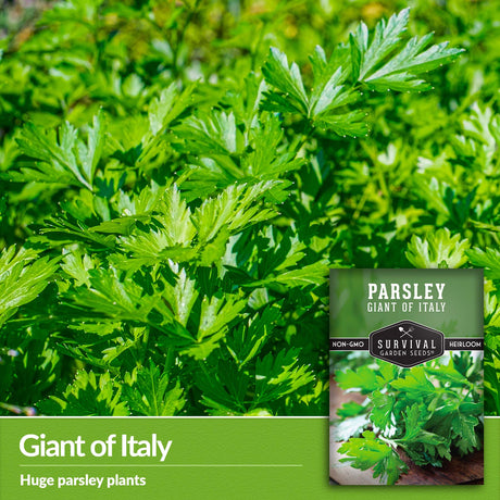 Italian Giant Parsley seeds produce huge plants