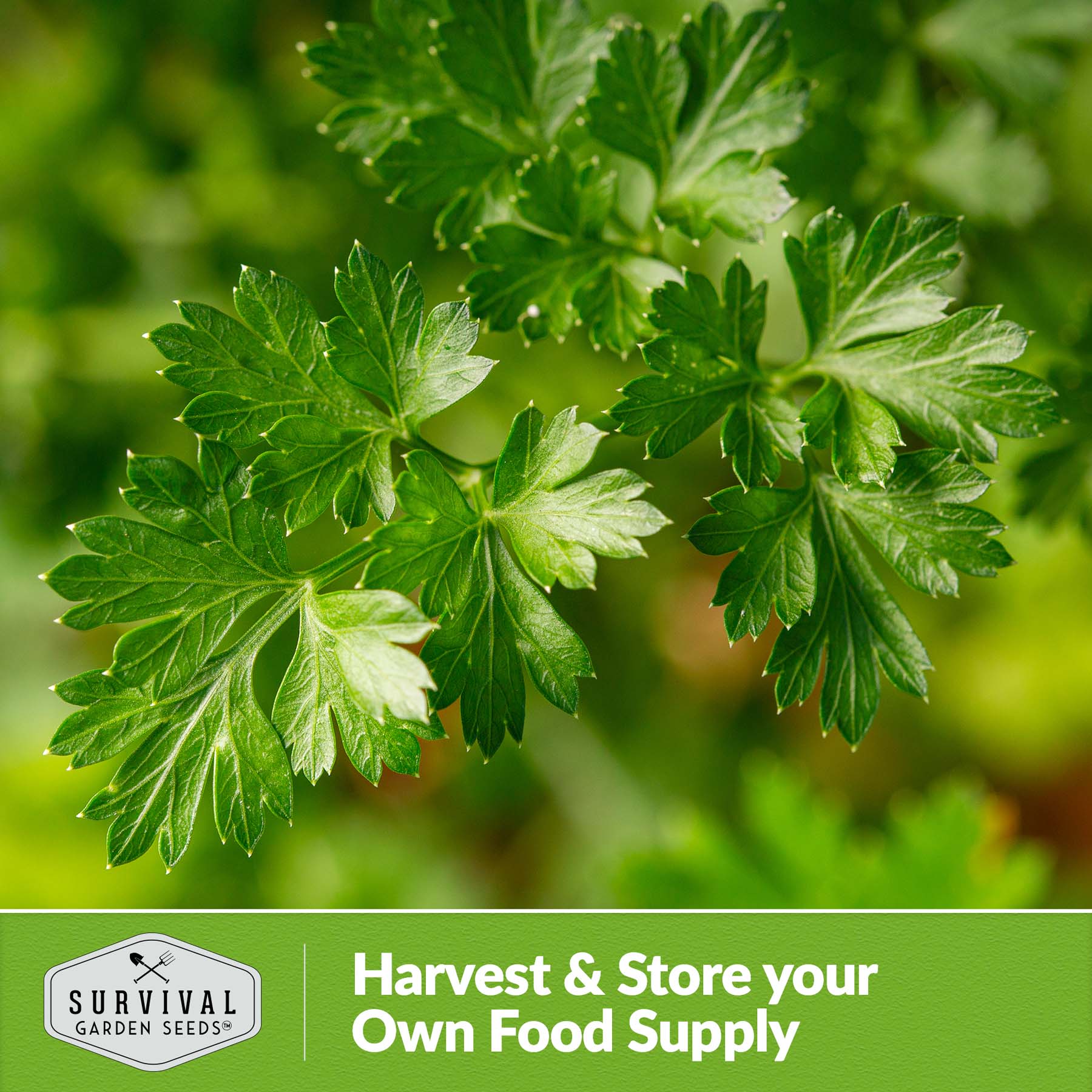 Survival Garden Seeds Giant of Italy Parsley Seeds - Thumbnail 3