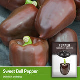 Chocolate Beauty peppers are sweet bell peppers