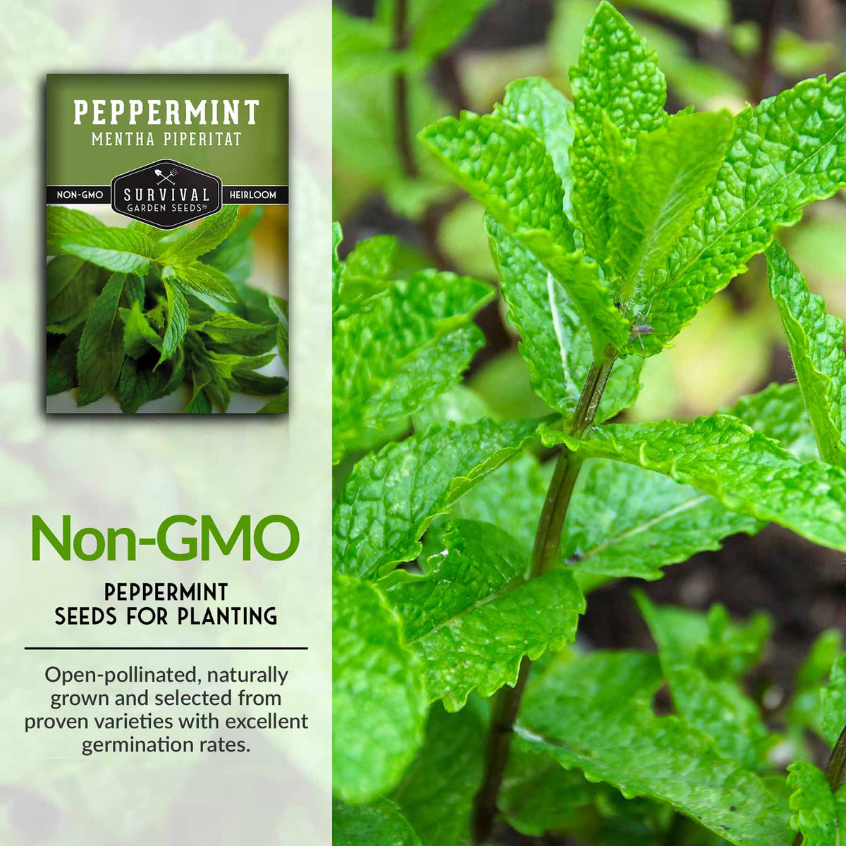Non-GMO peppermint seeds for planting