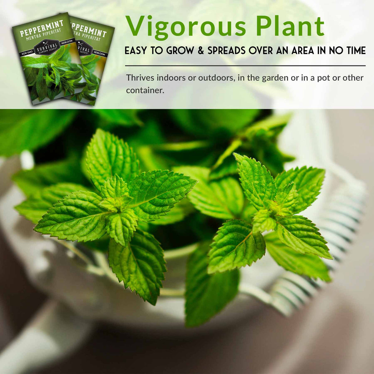 Peppermint is easy to grow and vigorous