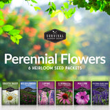 heirloom perennial flower seeds Perennial Flowers Mix 6 Seed Pack - Shasta Daisy, Echinacea, Russell Lupine, Rose Mallow, Blue Sage, Wildflowers