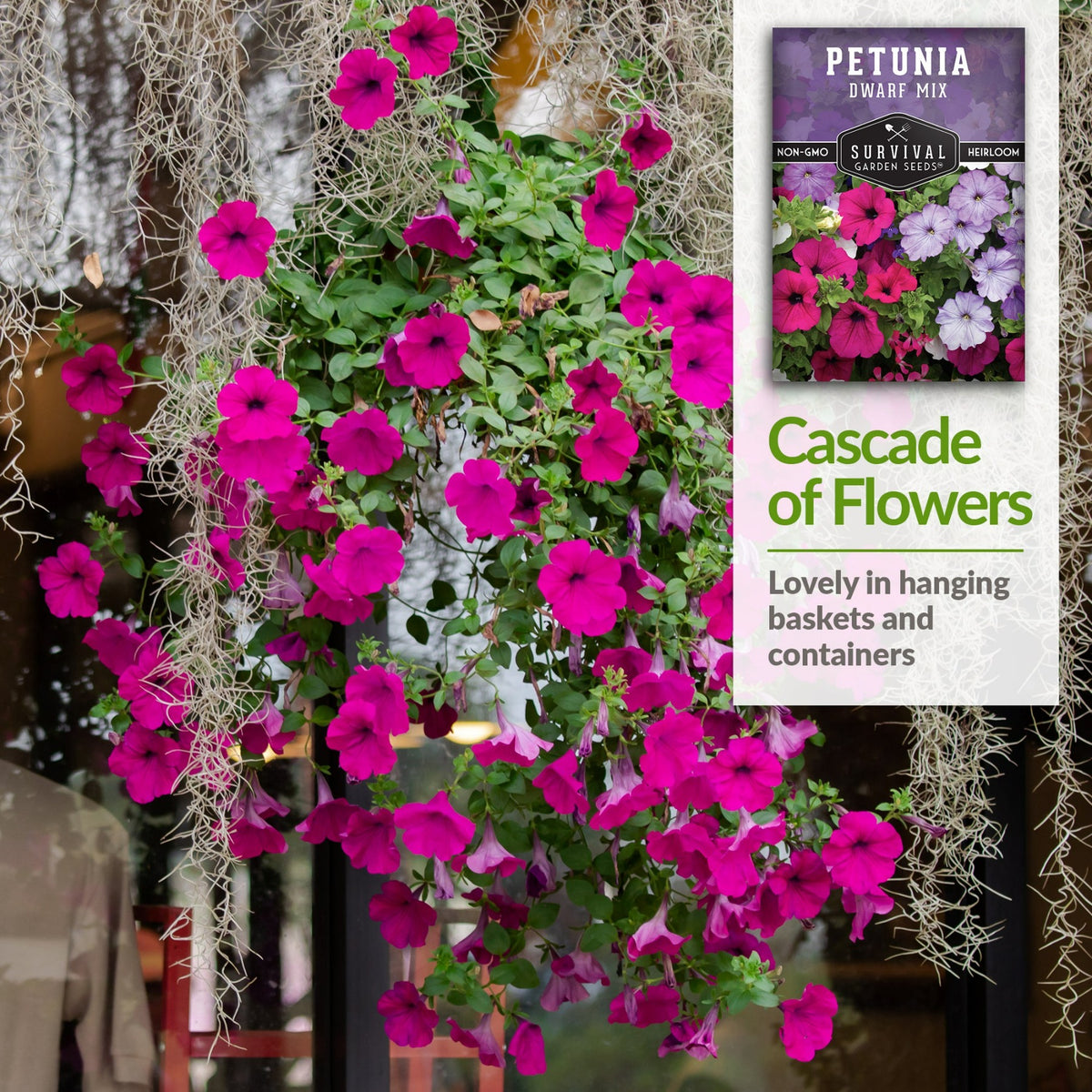 Dwarf petunias are lovely in hanging baskets and containers