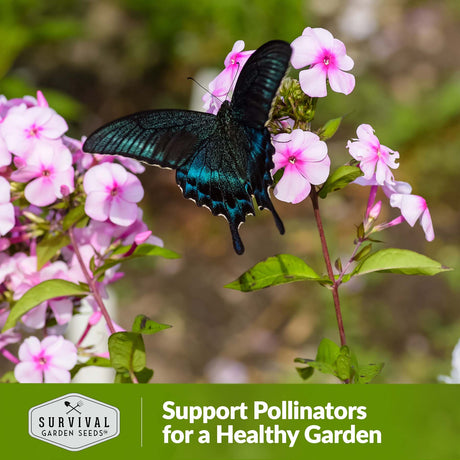 Support pollinators for a healthy garden