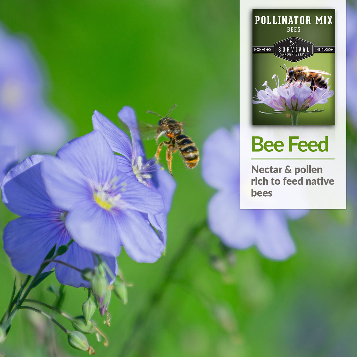 Pollinator Flower Mix - Plants for Bees