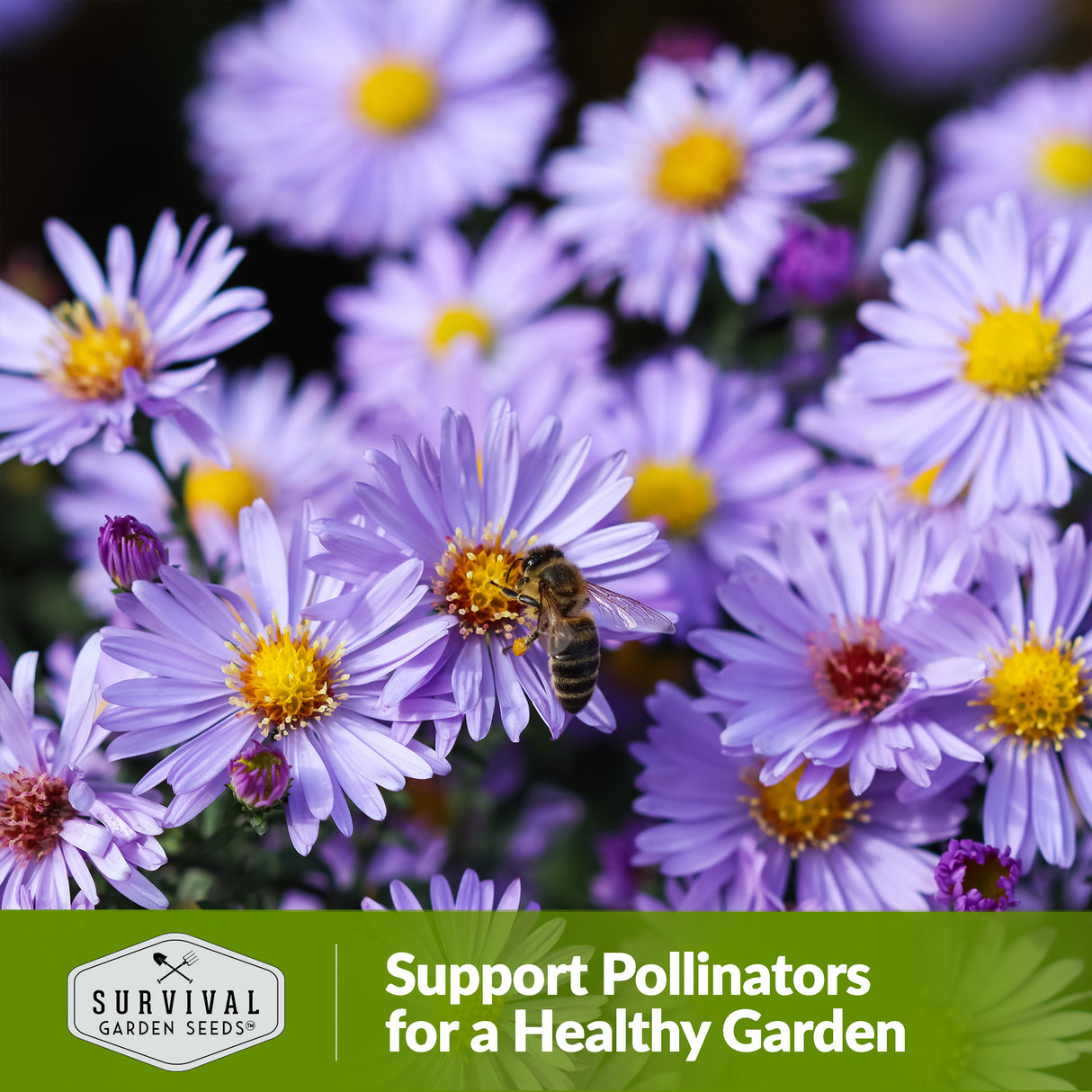 Pollinator Flower Mix - Plants for Bees