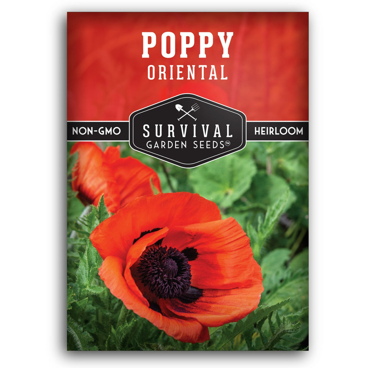 Oriental Poppy seeds for planting