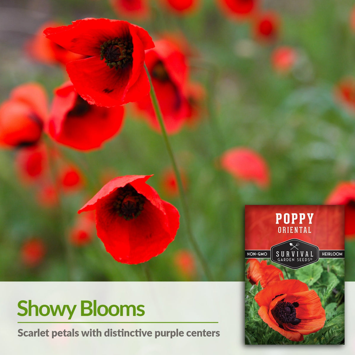 Poppies have showy blooms with scarlet petals and purple centers