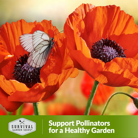 Support pollinators for a healthy garden