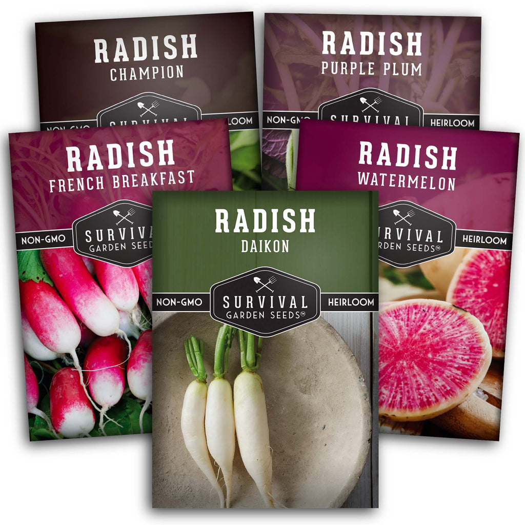 Radish Collection - Watermelon , Purple Plum, French Breakfast, Daikon, Champion