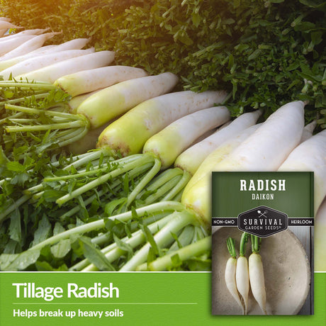 Daikon Radish is a tillage radish that helps break up heavy soils