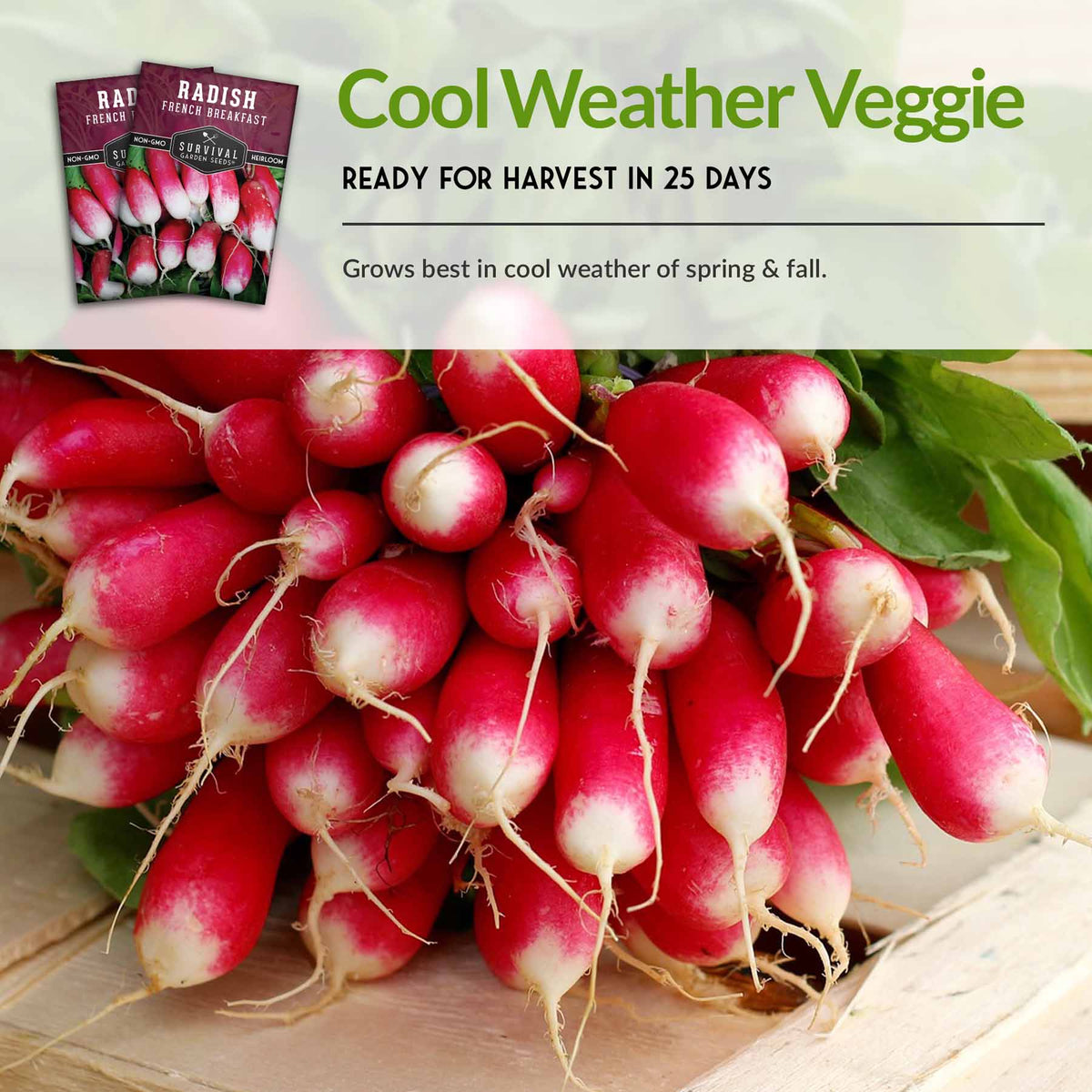 Radishes are a cold weather vegetable