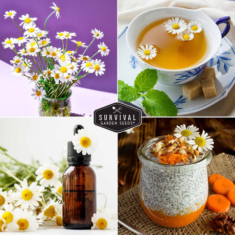 Roman Chamomile has many uses