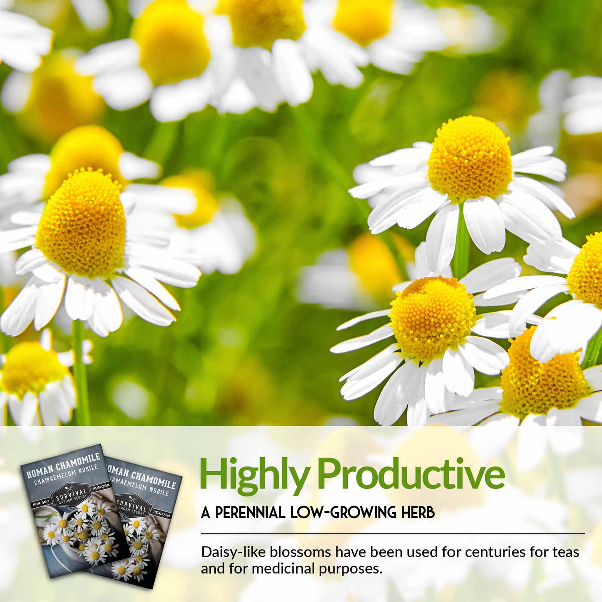 Chamomile is a highly productive low-growing herb