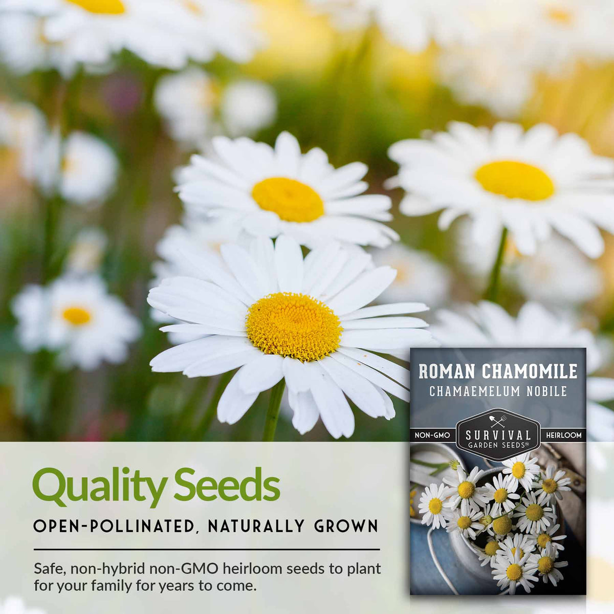 Quality open-pollinated herb seeds