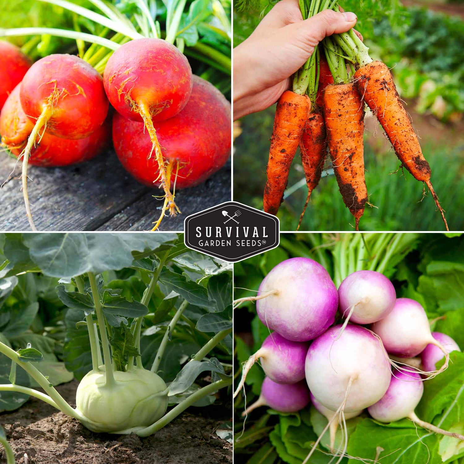 Root Vegetable Seed Collection - 6 Packets – SurvivalGardenSeeds