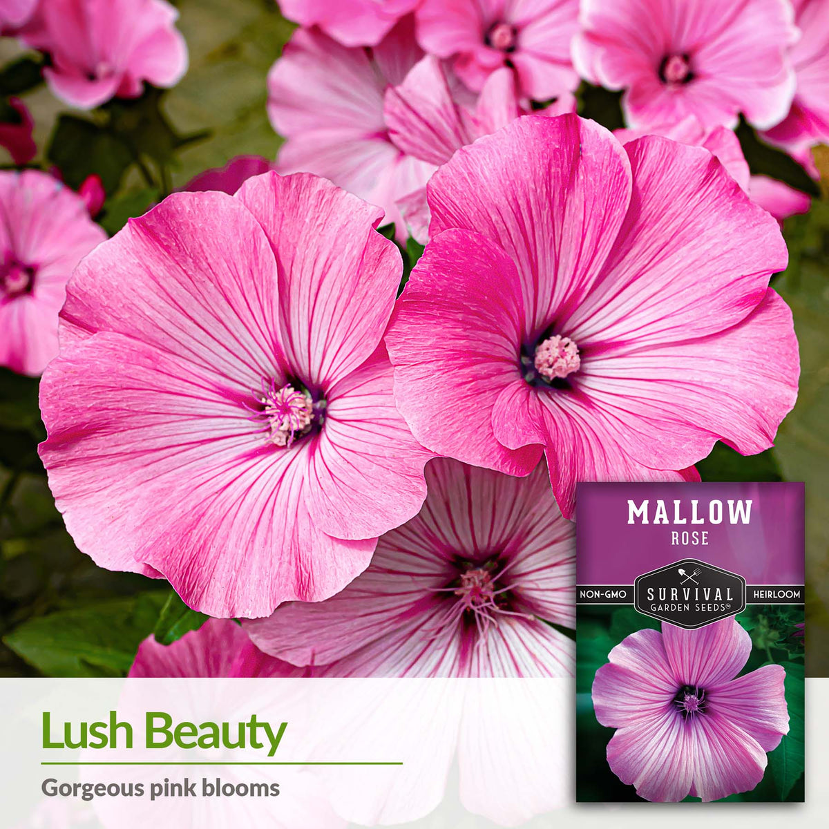 Rose Mallow has gorgeous pink blooms