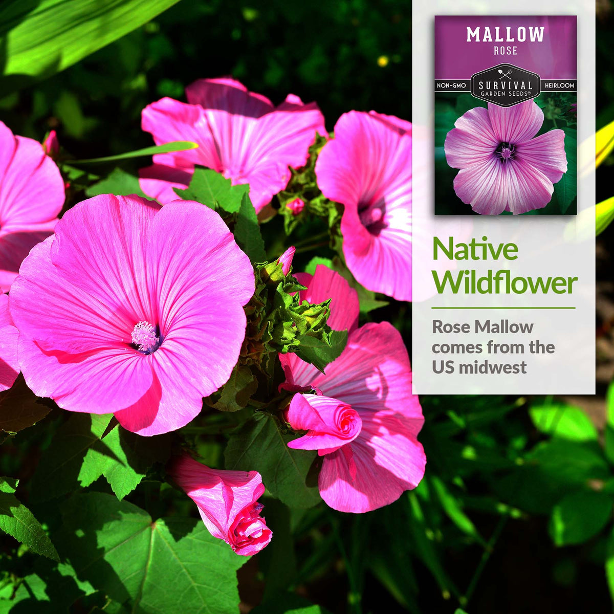 Rose Mallow is a native wildflower