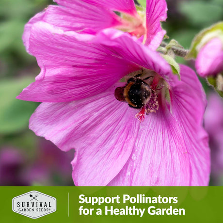 Support pollinators for a healthy garden