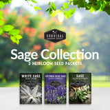 Sage Collection - Blue Victoria, Culinary & White Sage