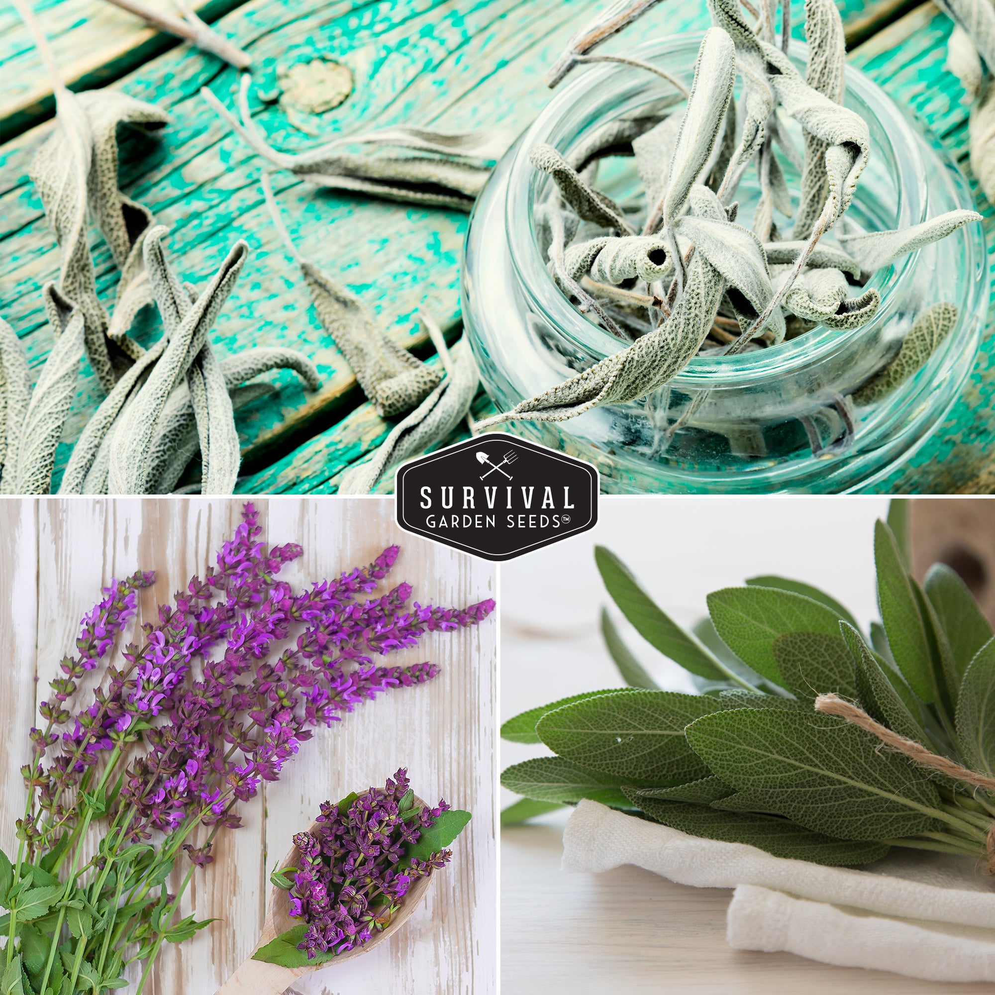 Lavender Cucumber Sage hotsell Collection