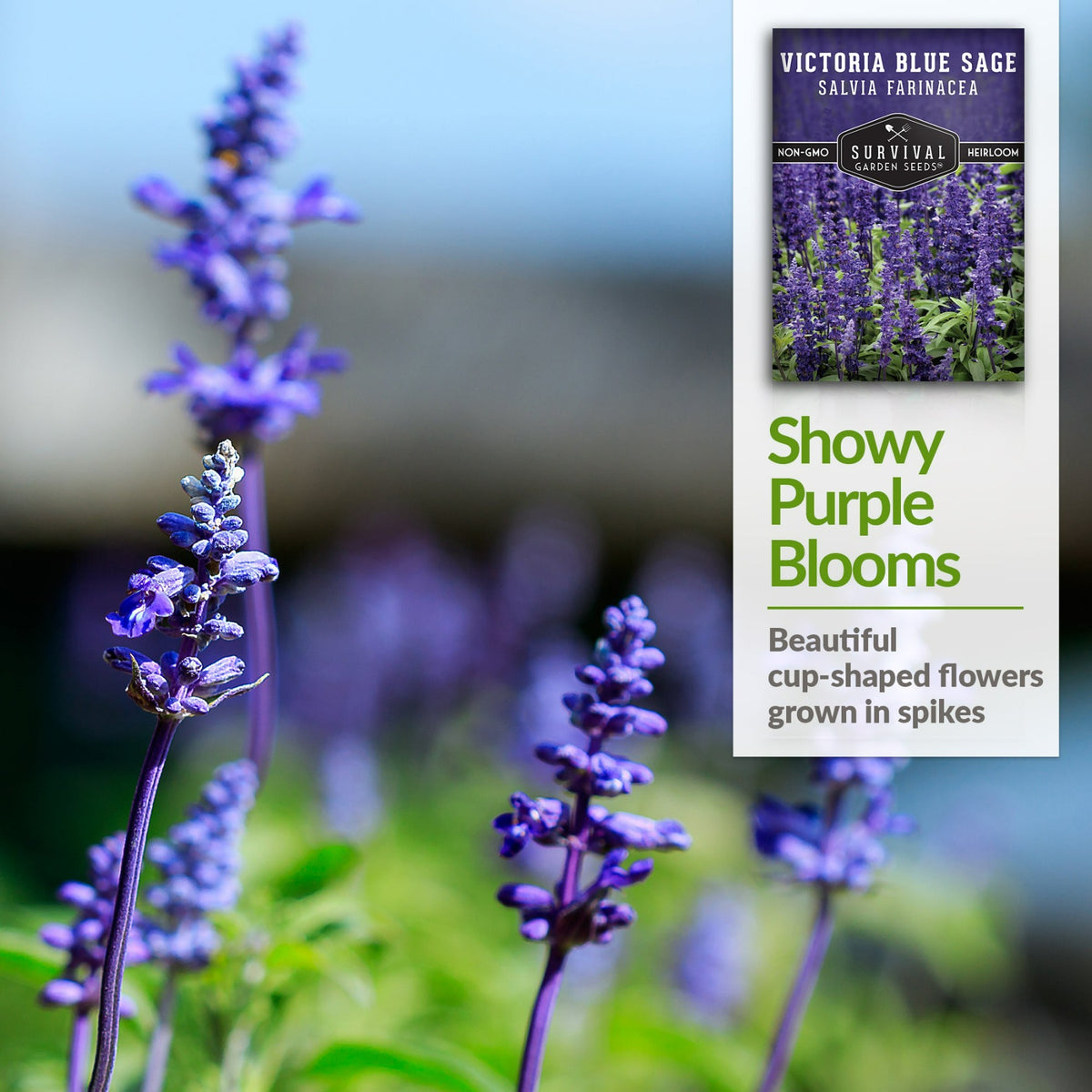 Victoria Blue Sage has showy purple blooms