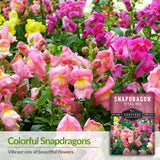 Snapdragons have a vibrant mix of colorful flowers