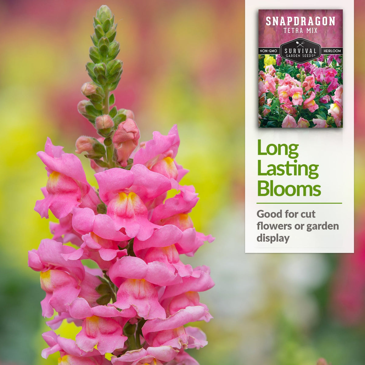 Snapdragons have long lasting blooms great for cut flowers