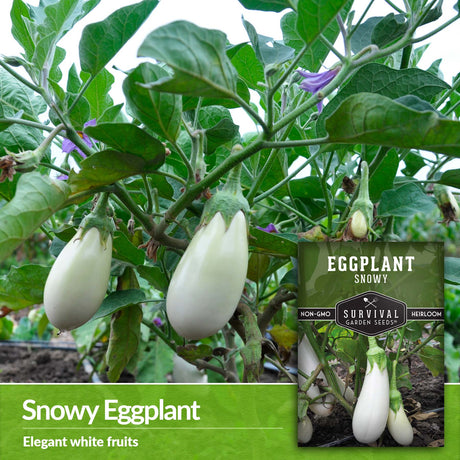 Snowy eggplant produces snowy white fruits