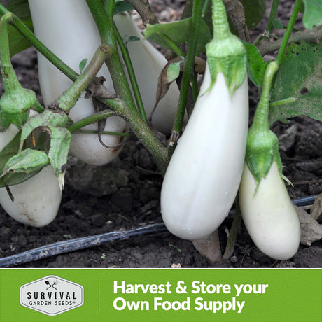 Harvest and store your own food supply