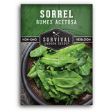 Sorrel seeds for planting