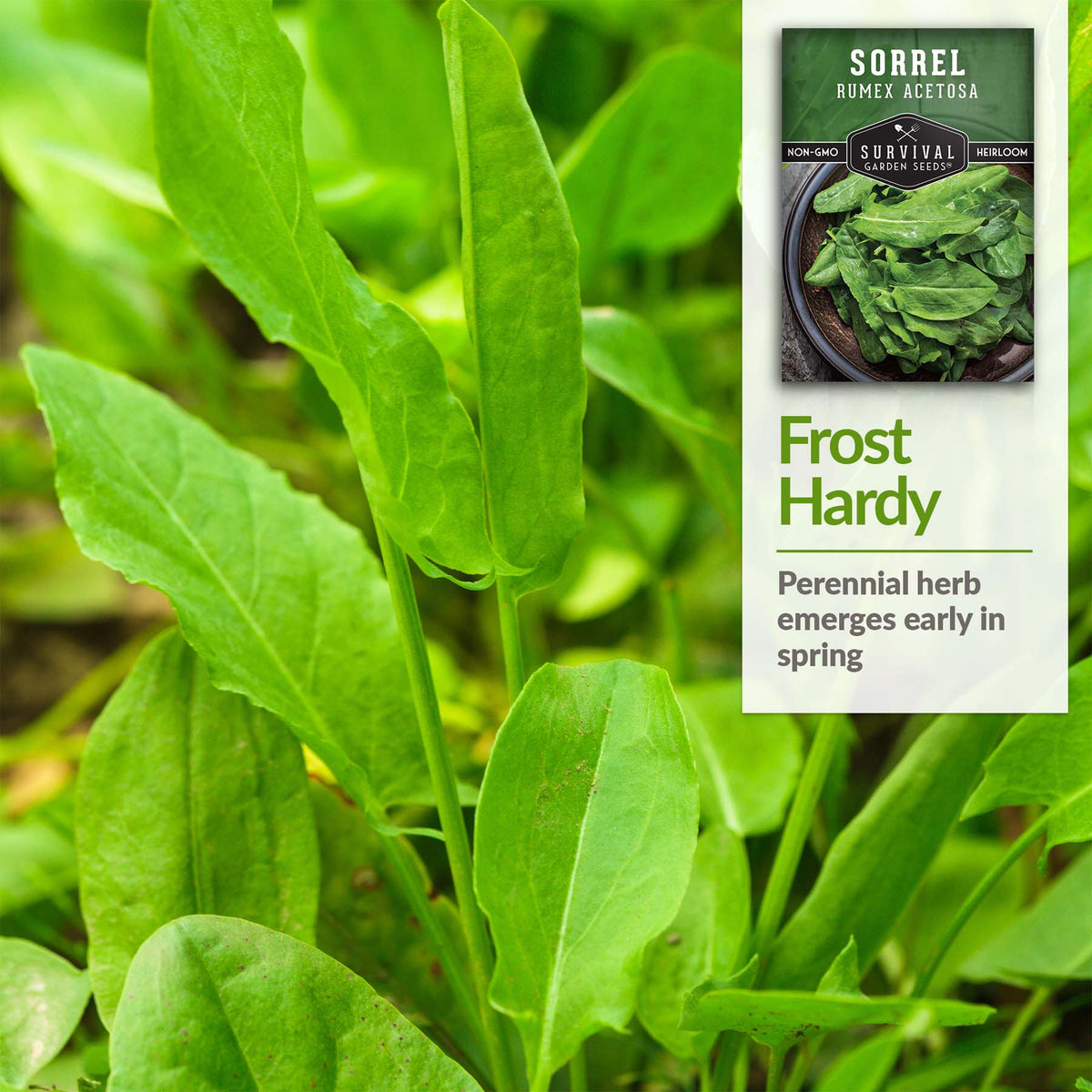 Sorrel is a frost hardy perennial herb
