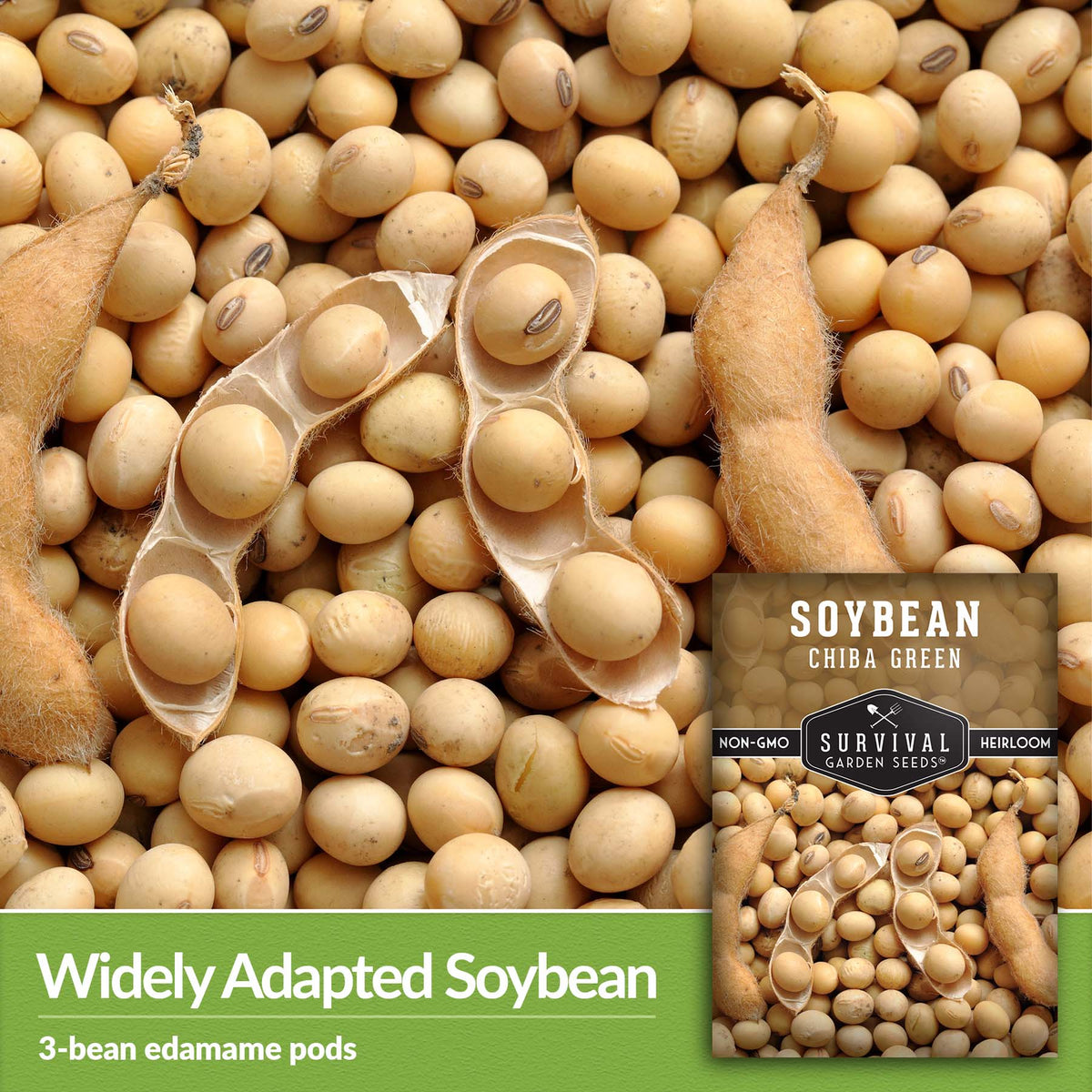 Chiba Green is a widely adapted soybean