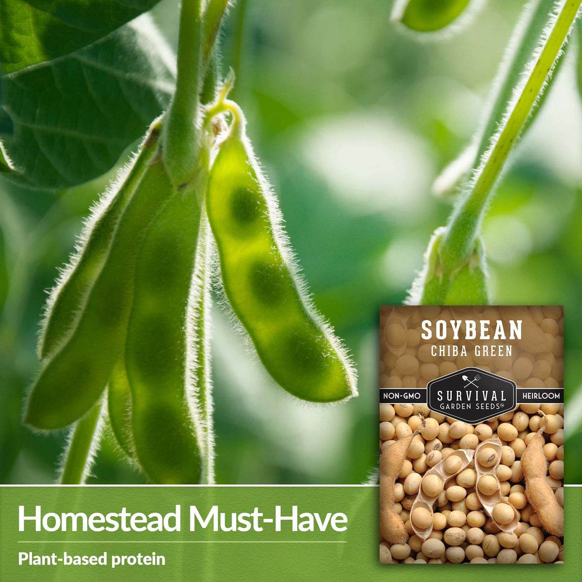 Chiba Green Soybeans are a homestead must have