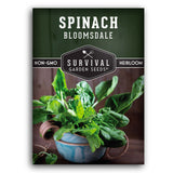 Bloomsdale Spinach seeds for planting