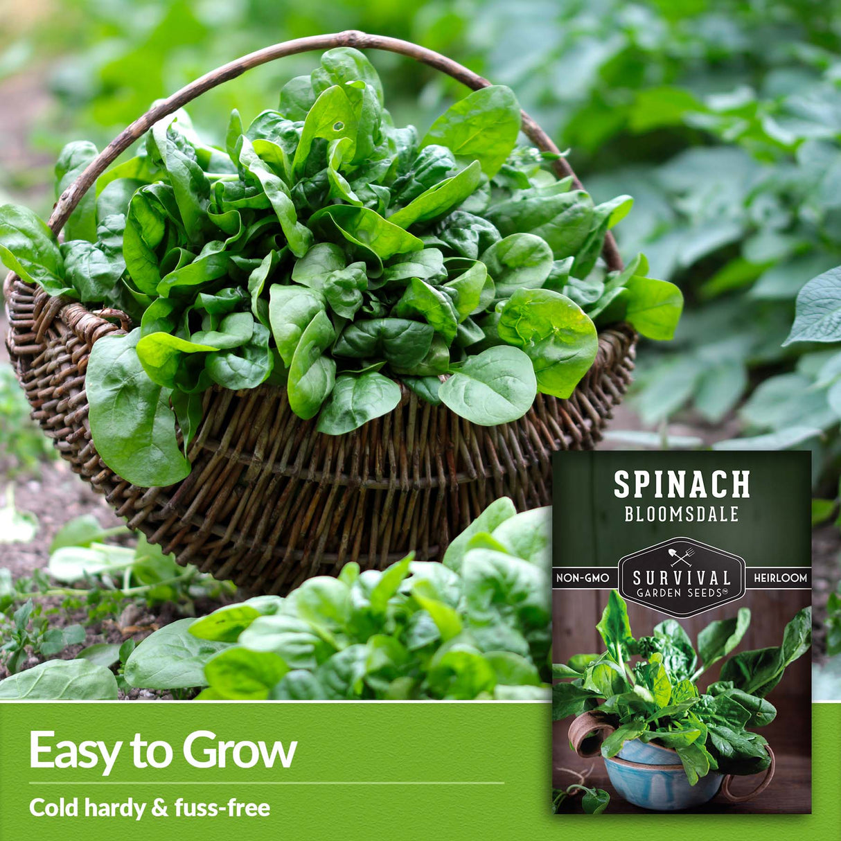 Bloomsdale spinach is cold hardy and easy to grow