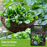 Bloomsdale spinach is cold hardy and easy to grow