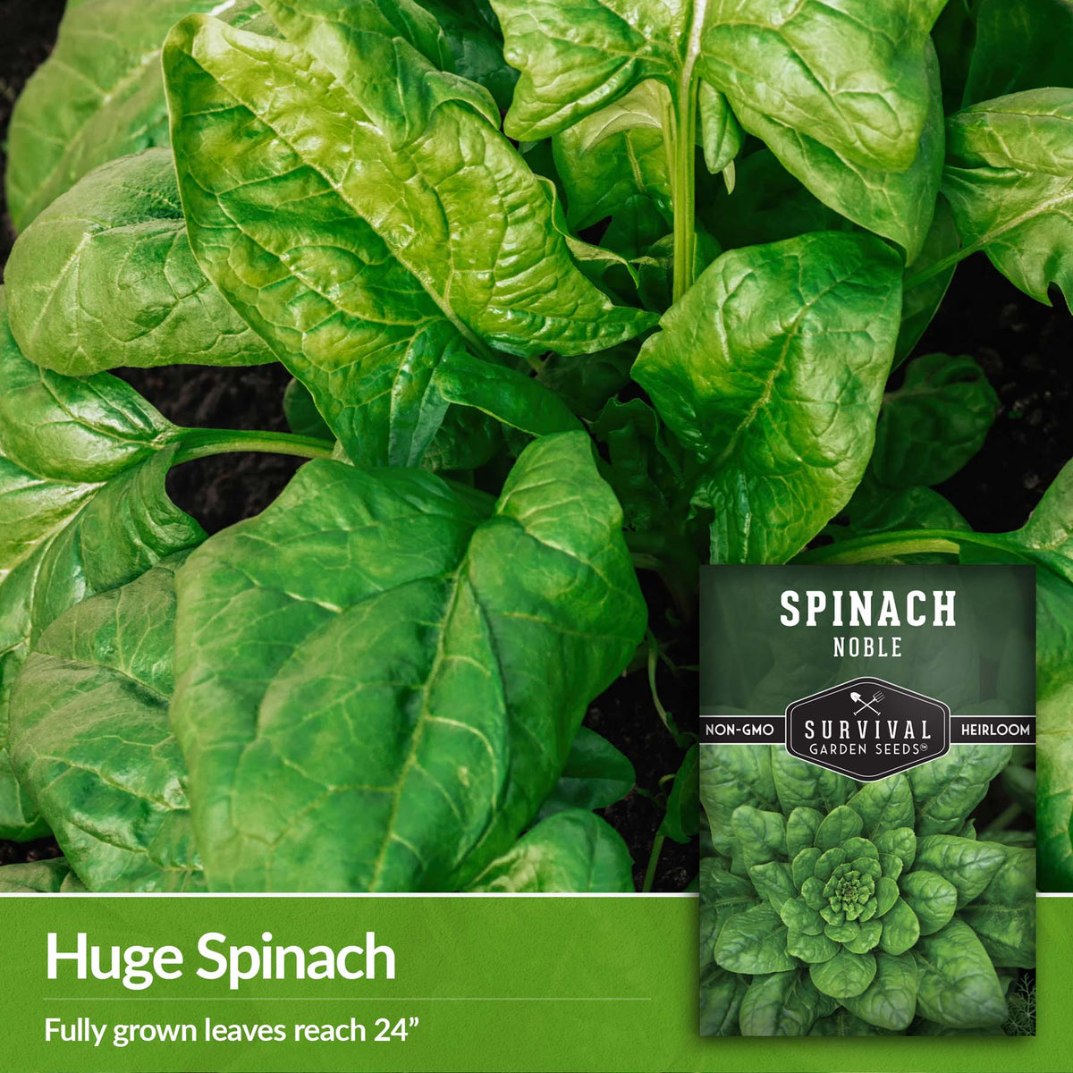 Noble Giant Spinach produces huge 24&quot; leaves
