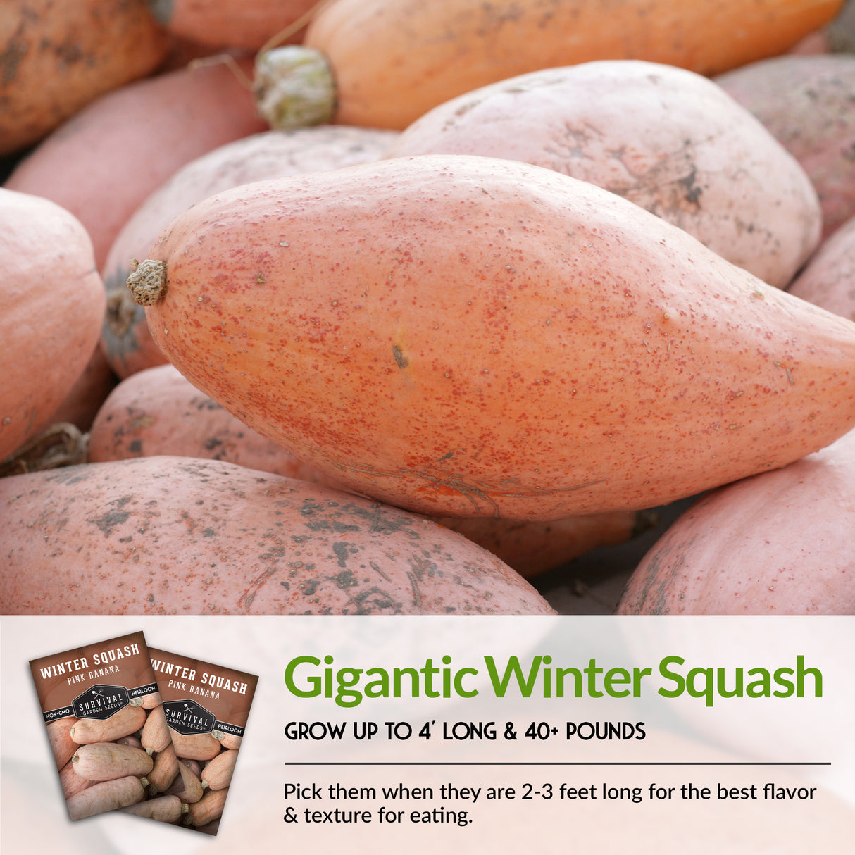 Pink Banana Winter Squash Seed