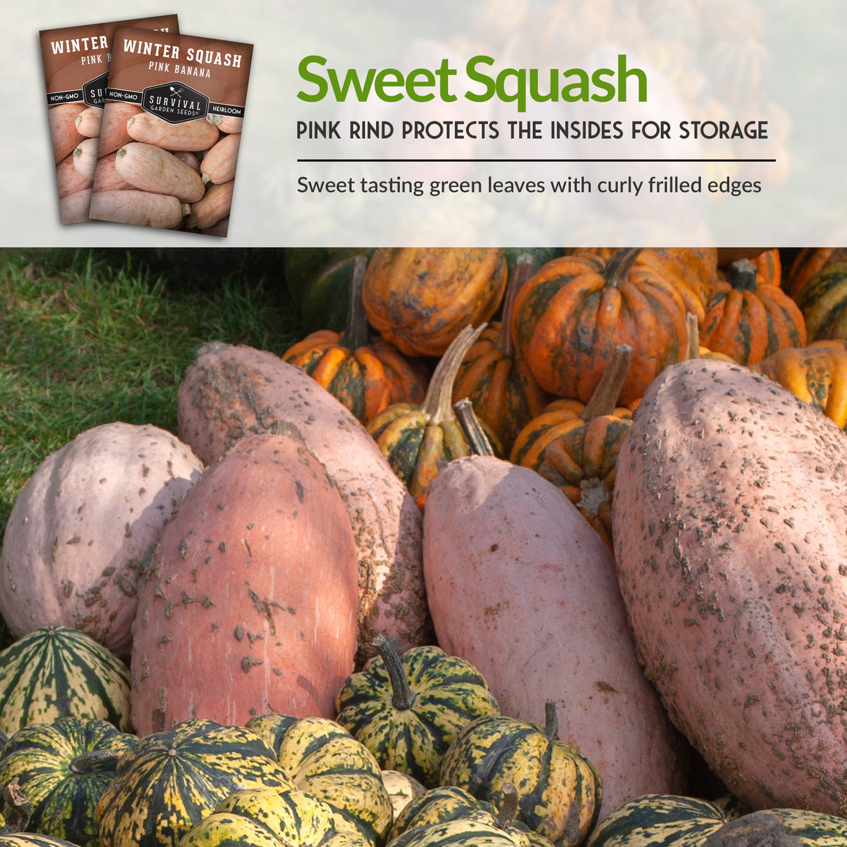 Pink Banana Winter Squash Seed