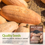 Pink Banana Winter Squash Seed