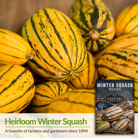 Delicata is an heirloom winter squash