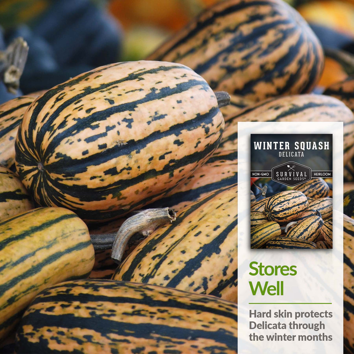 Delicata Winter Squash stores well through Winter months