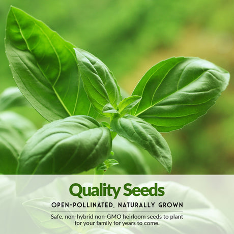 quality open-pollinated seeds