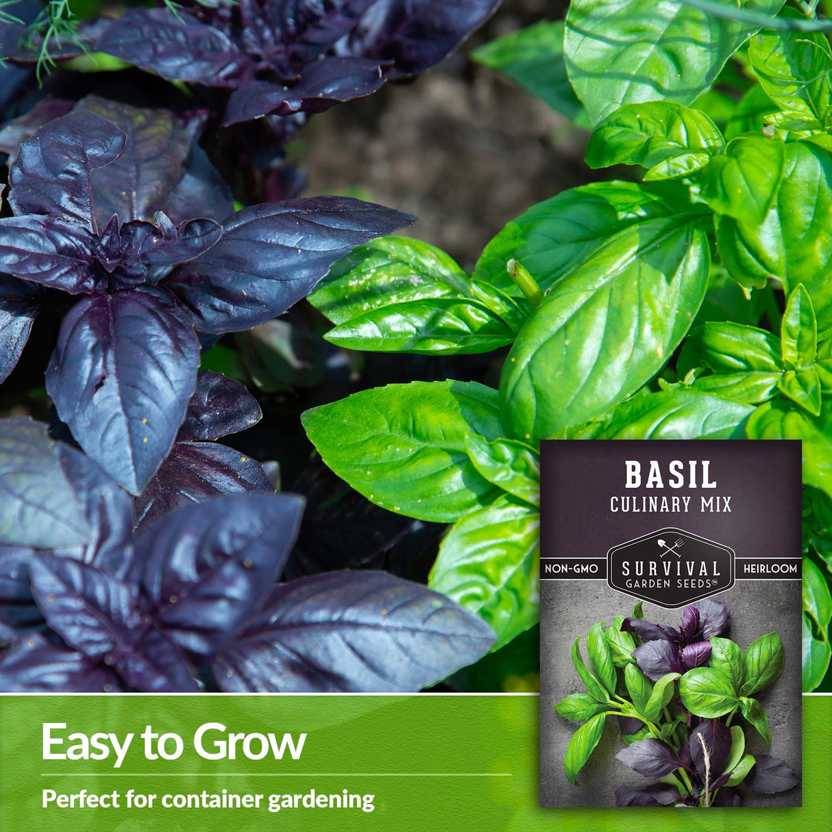 Basil is easy to grow in containers