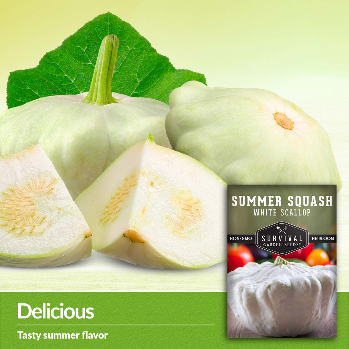 White Scallop is a tasty summer squash